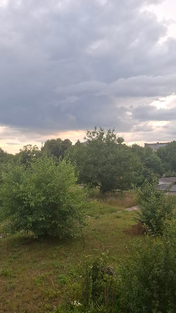 Stormy skies, a basil plant, and a well-loved stuffed cat