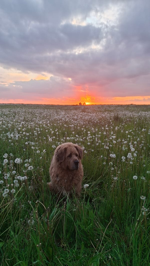 Dog walks through dandelion field at sunset in Russia