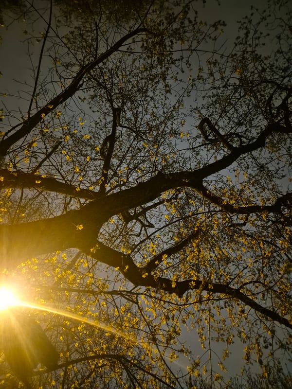 Spring trees documented in evening Moscow lighting conditions