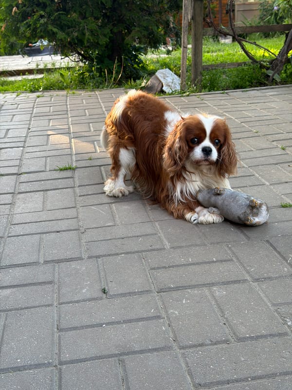 Cavalier King Charles Spaniel relaxing outdoors with stuffed toys