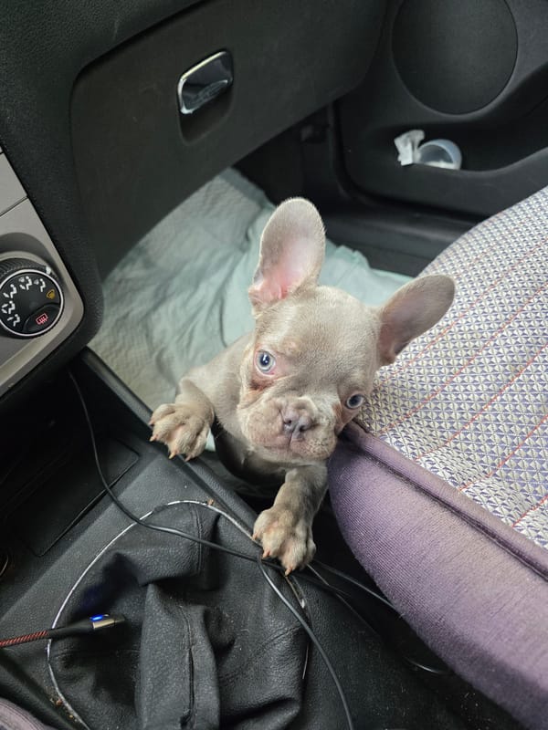 French bulldog puppy spotted in car during rainy morning