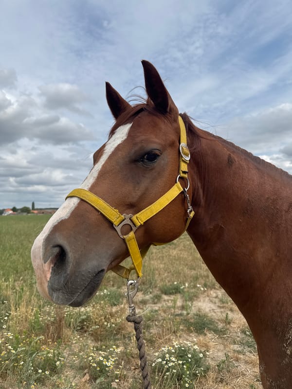 Chestnut horse on a lead rope in rural Estaimpuis