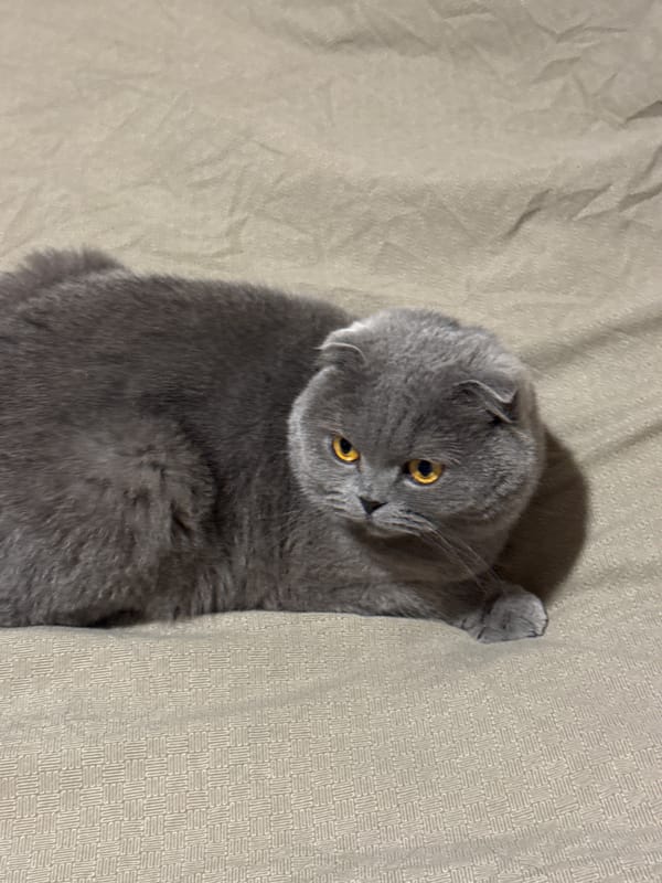 Gray Scottish Fold cat rests on bed in Sofia