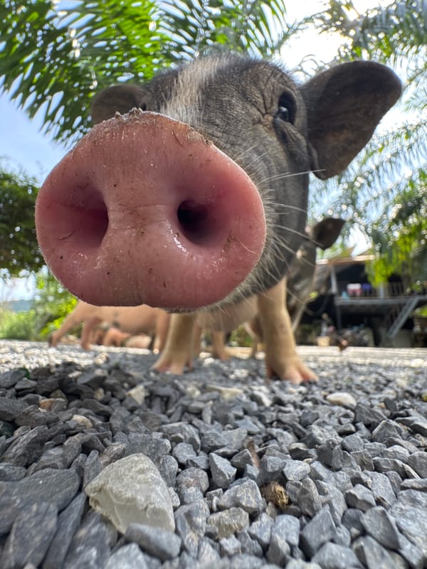 Hand-feeding pigs and deer at a small Choeng Thale enclosure