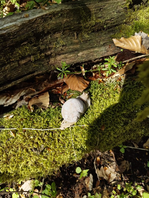Morning forest walk reveals wartime bunker remnants near Mettlach