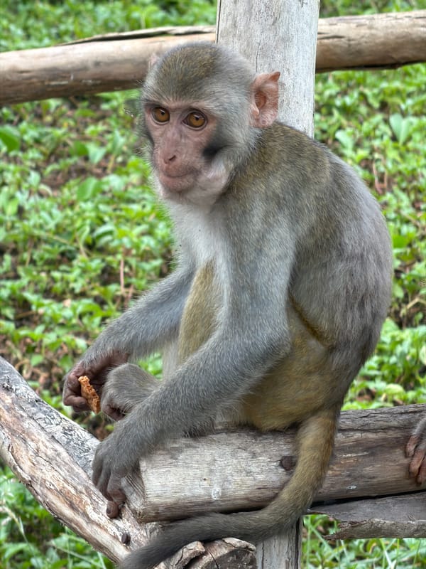 Wild macaques roam roads and interact with visitors in Đà Nẵng
