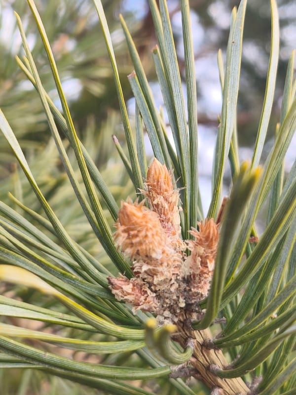 Spring nature scenes documented in rural Belarus village