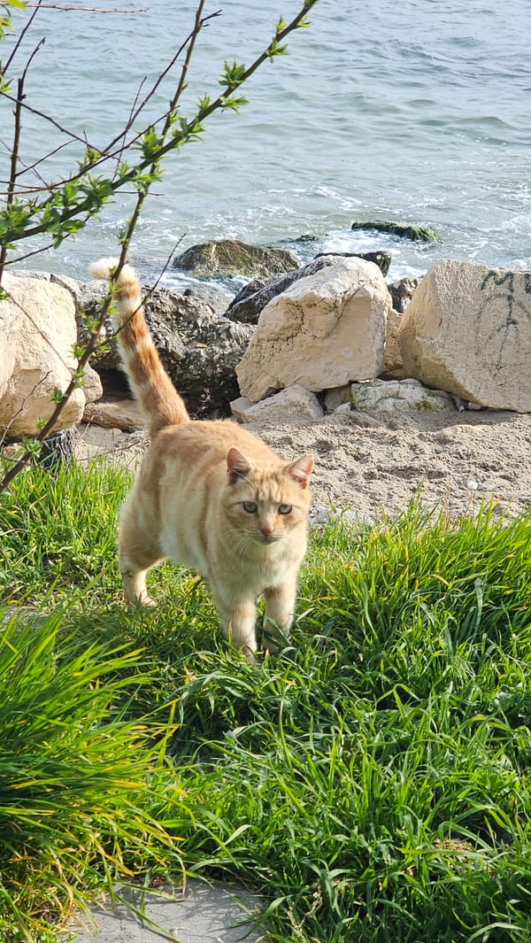 Afternoon scenes captured around Varna coastline and streets