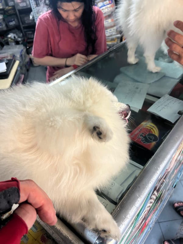 White dogs occupy counter at Vietnam motorcycle shop