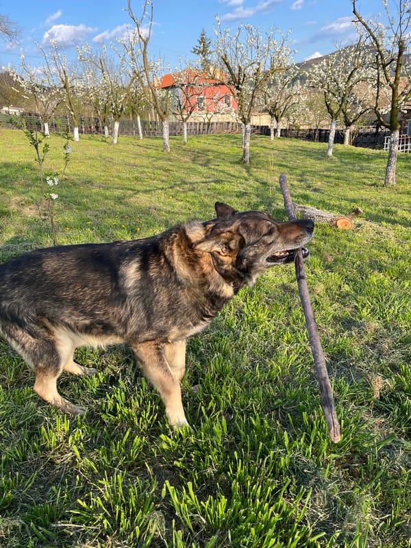 Spring blooms and dog spotted in Bulgarian orchard