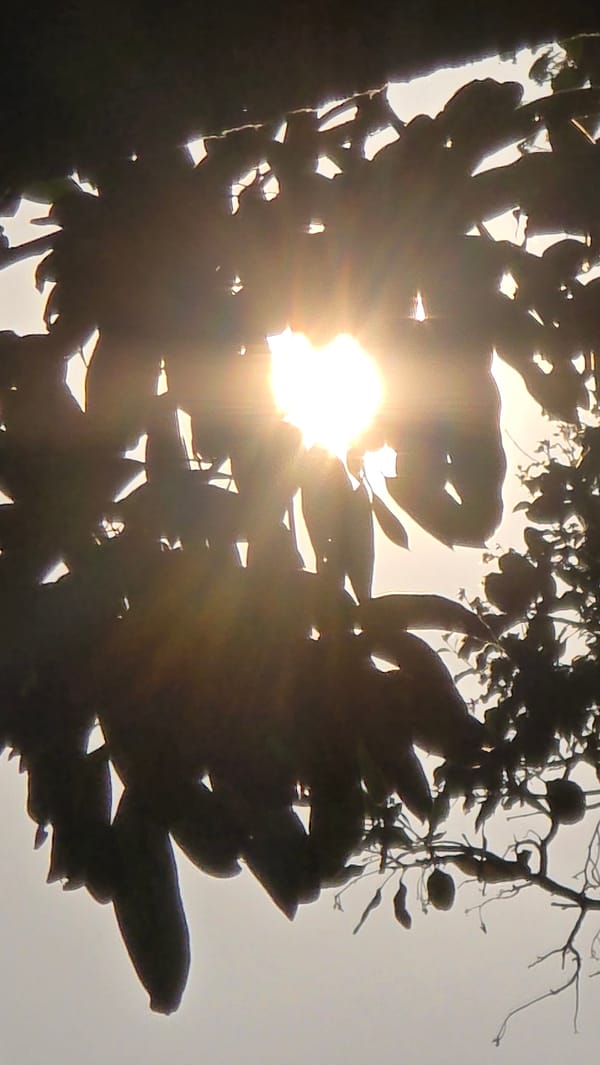 Morning sunlight through trees documented at Vietnam heritage area
