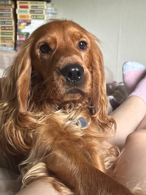 Cocker Spaniel photographed in close-up portraits in Krasnoyarsk