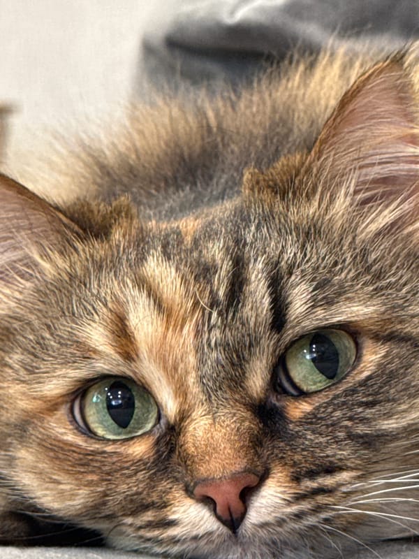 Tabby cat photographed multiple times in Votkinsk home