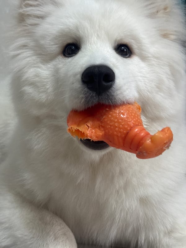 Morning life captured across Chaikovsky: pets, commute, exercise, music