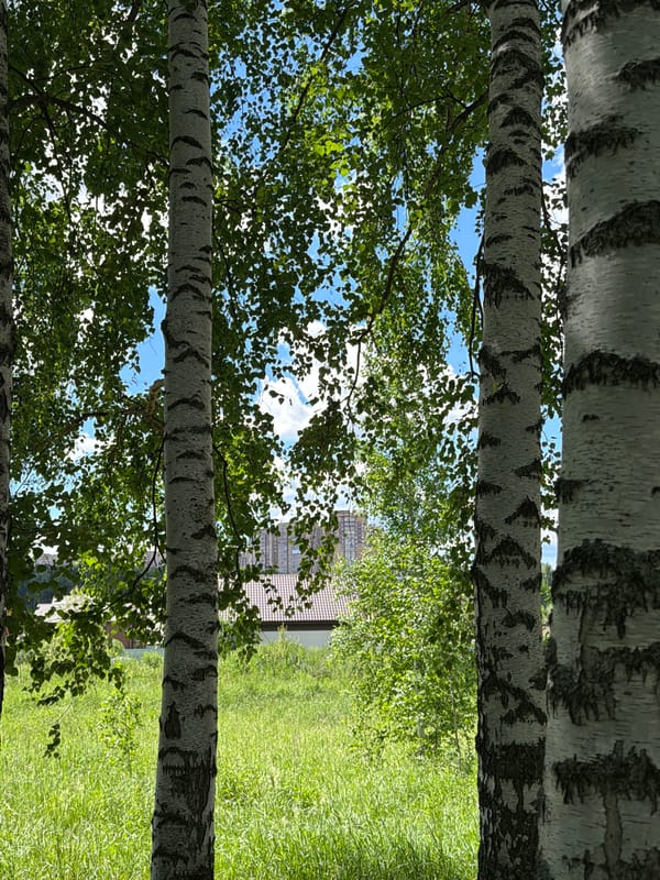 Birch forest in summer, Kazan — trees, wildflowers, open sky