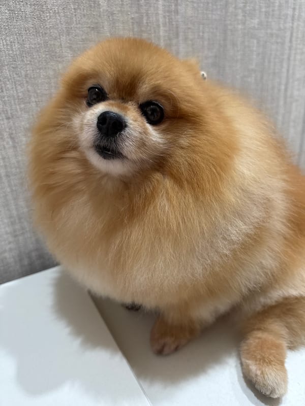 Fluffy Pomeranian sits for the camera, mask and all.
