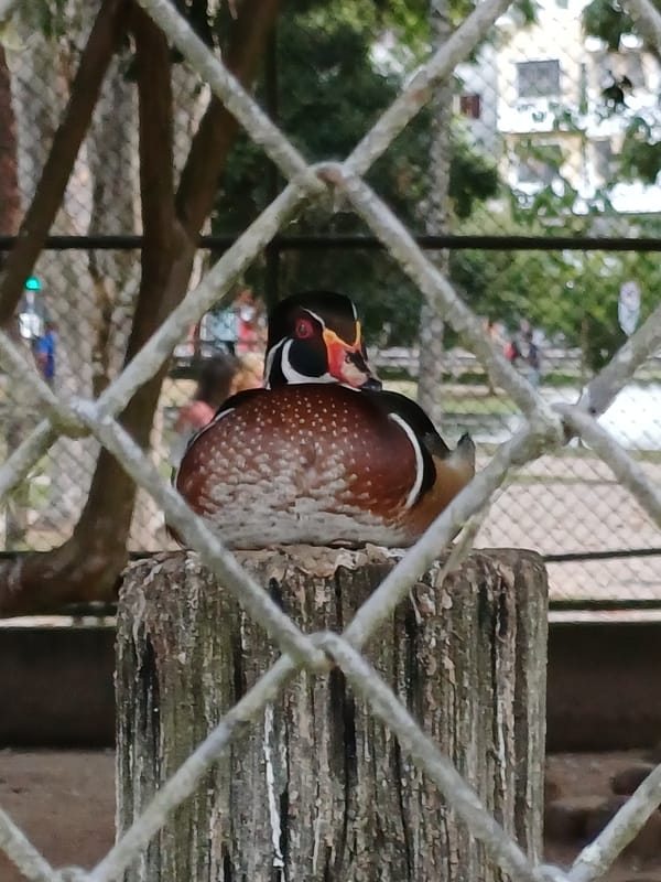 Evening zoo visit documented in Curitiba, Brazil
