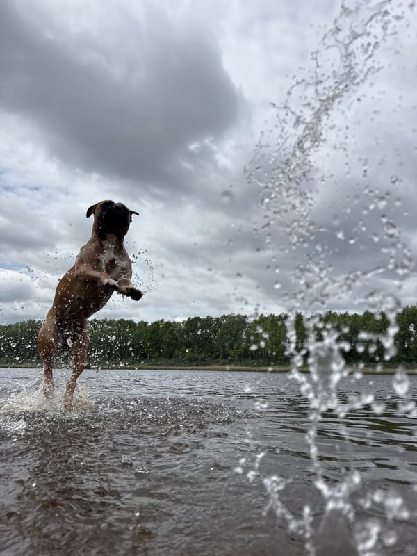 Morning photo session with dog in Chaikovsky, Russia