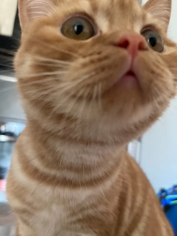 Orange tabby cat at home in Kommunarka, Russia