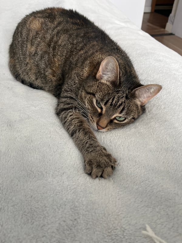Tabby cat rests on gray blanket, head turned right