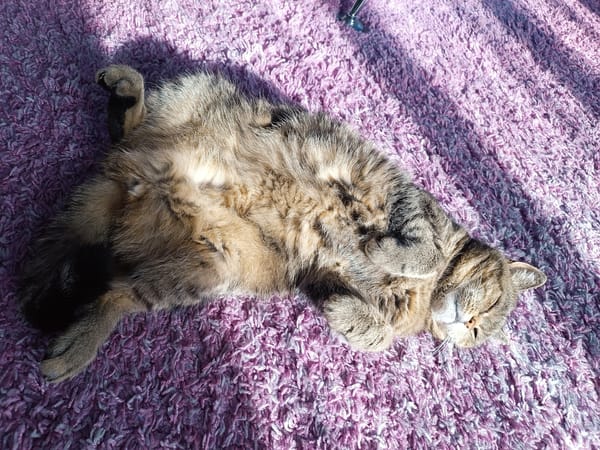 Tabby cat relaxes on purple rug in Russian home