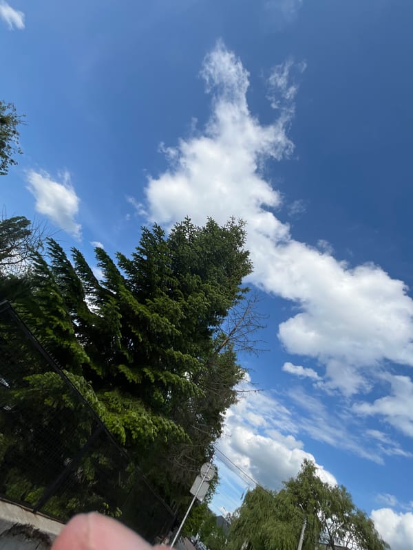 Urban street scenes captured looking skyward on May afternoon