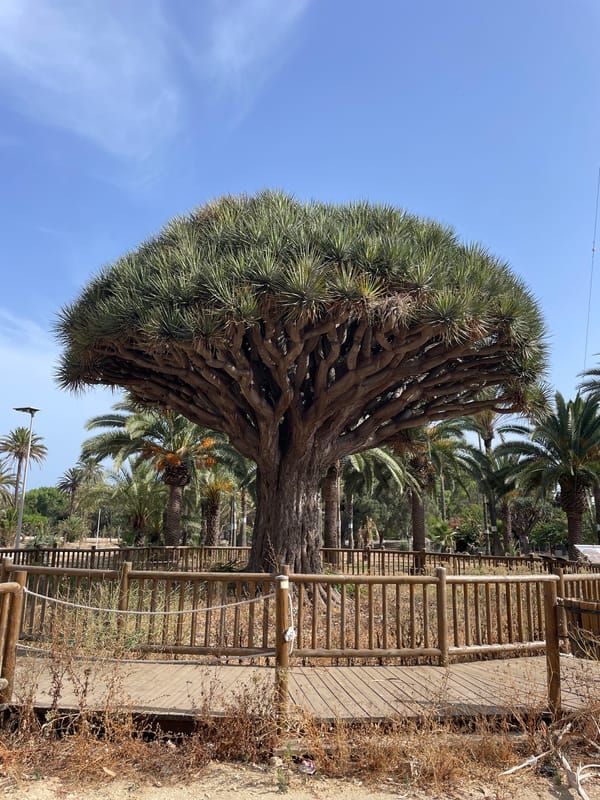 Street-level details in La Línea, anchored by a dragon tree