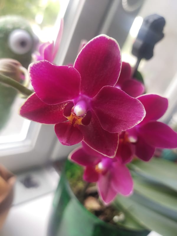 Magenta orchid photography session with multiple blooms