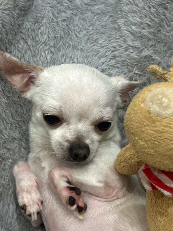 Chihuahua rests with stuffed toys in cozy dog bed
