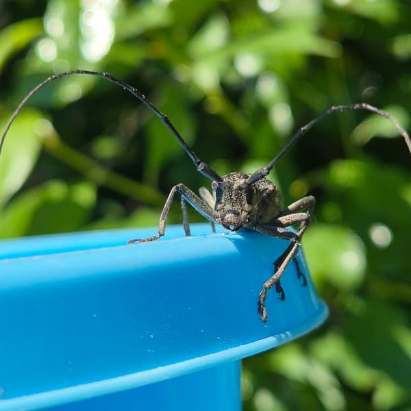 Longhorn beetle closely documented across multiple surfaces, Новостройка