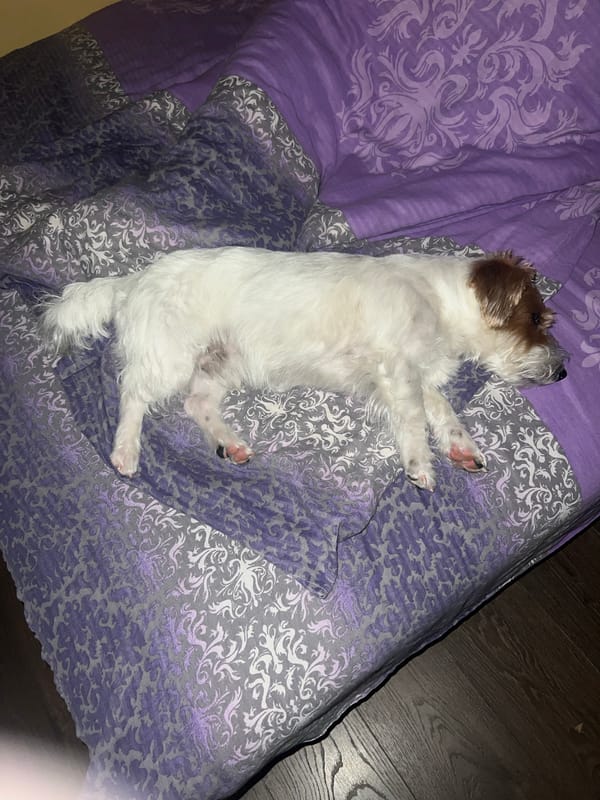 Evening moments with woman and dog in Belgrade home