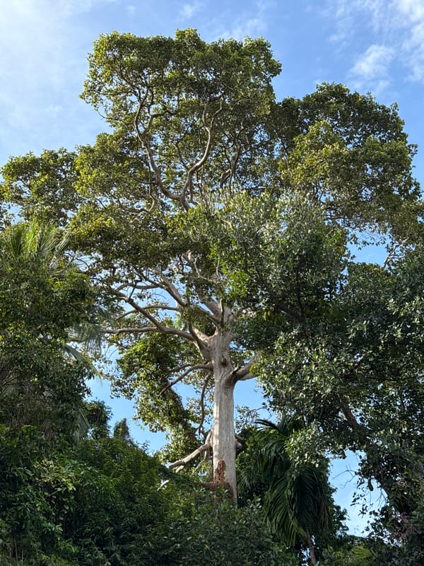 Tree and gym selfie moments captured in Thai village