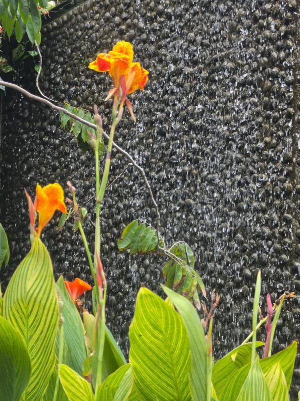 Morning stroll through Bangkok urban garden captured in detail