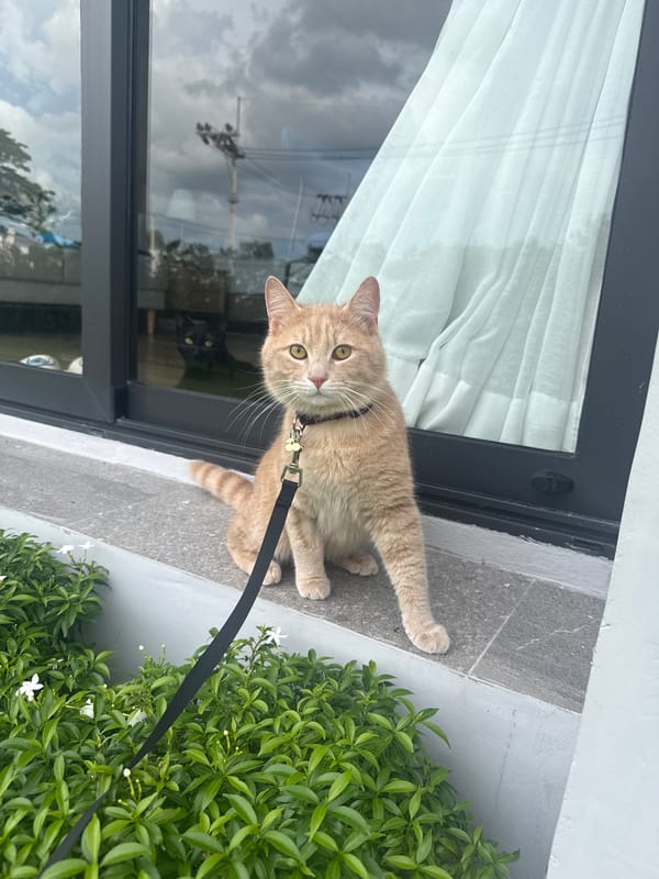 Leashed ginger cat chills outside a Ratsada building