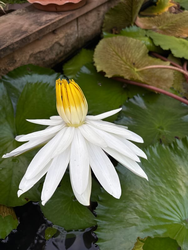 Water lily blooms among pads in Karon Thailand