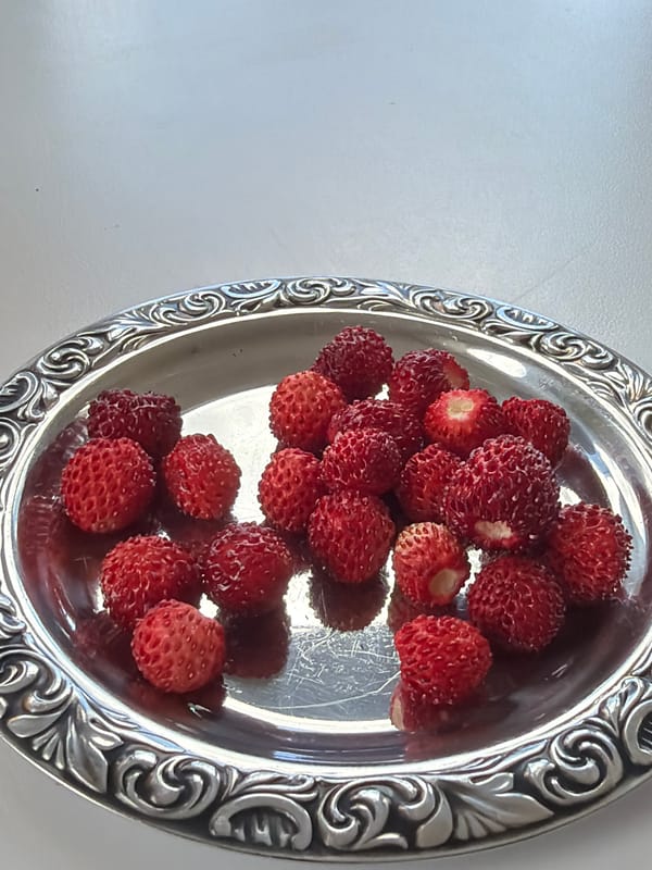 Woman collects wild strawberries on silver platter in Gangloff