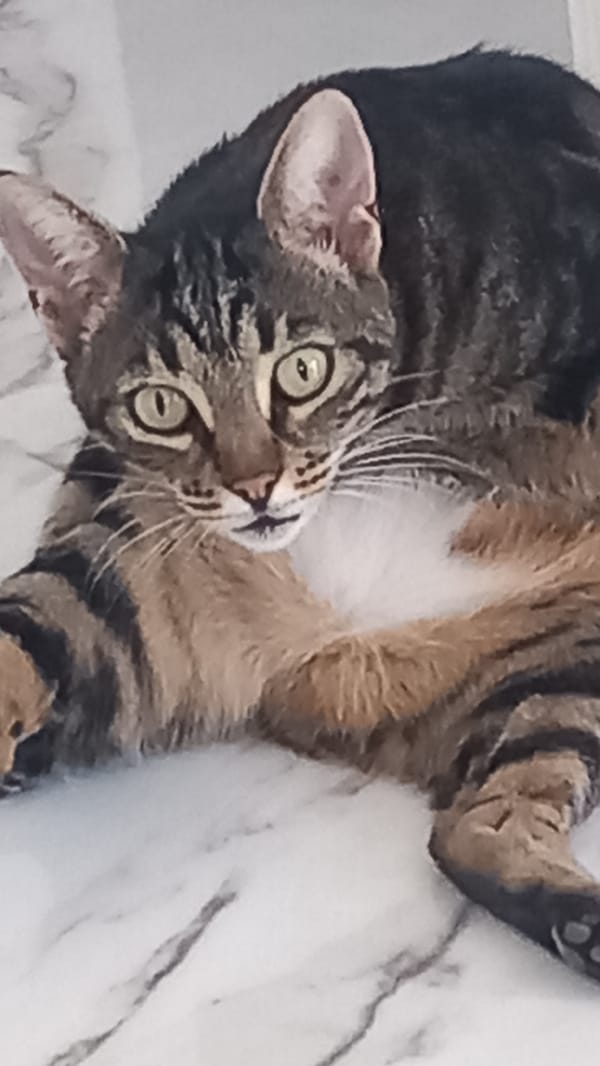 Tabby cat grooming and napping on marble in Agios Nektarios