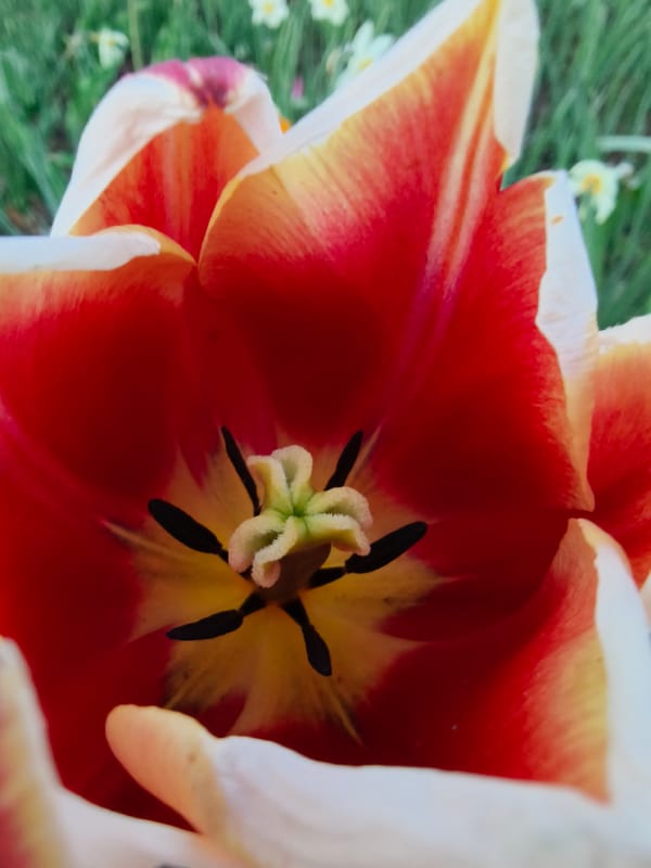 Spring flower photography session documented in Kryvyi Rih