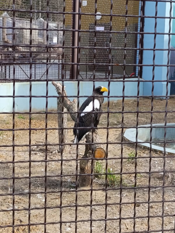 Zoo animals observed in enclosures during morning hours in Perm