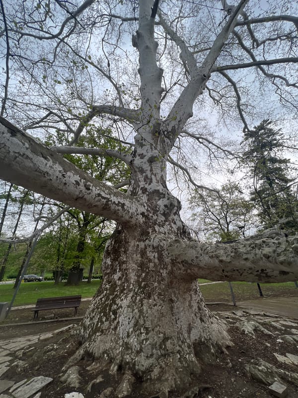 Witness documents mature plane tree in Belgrade park