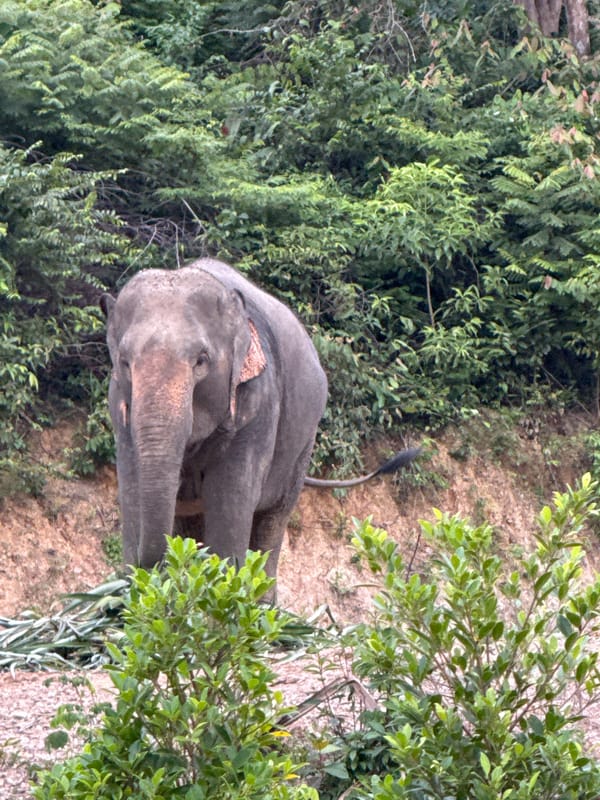 Elephants roaming and foraging in Chong Pli's tropical landscape