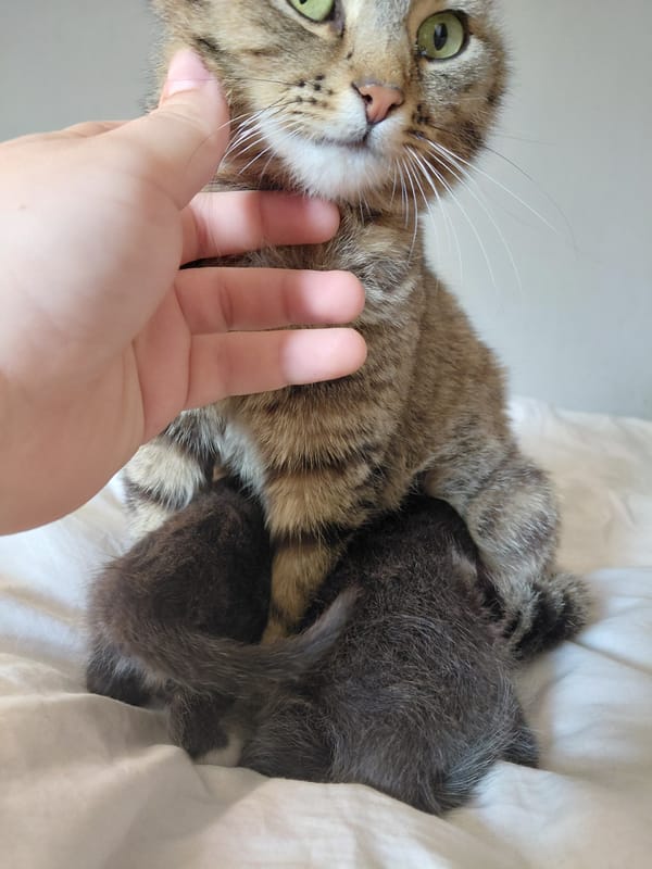 Tabby cat and kitten captured in gentle moment in Bulgaria