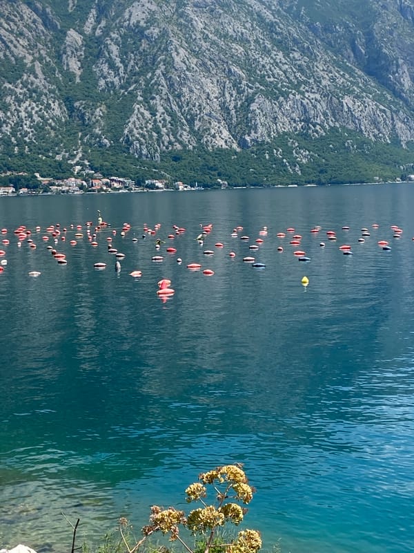 Fish farms and coastal beauty documented in Bay of Kotor