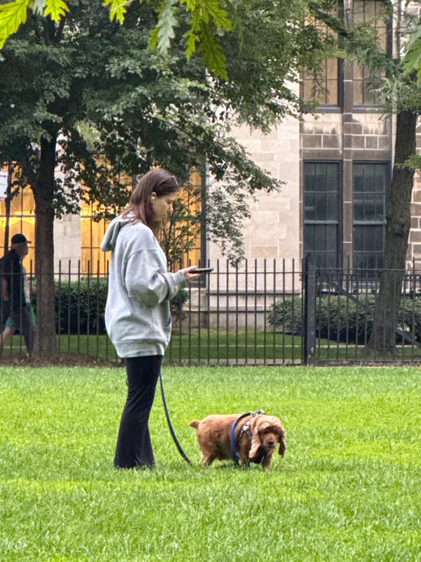 Dogs and people share a Chicago park track at night