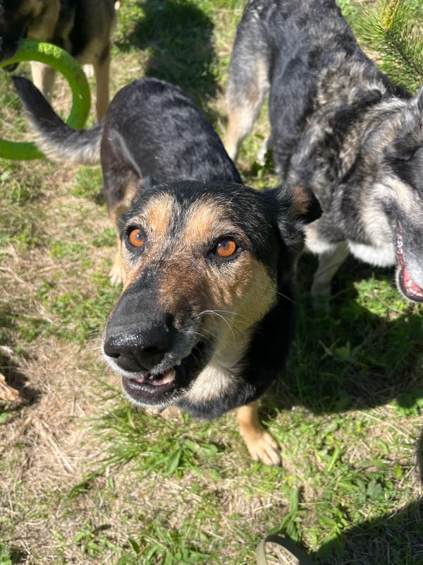 Dogs play in field during morning exercise in Nizhny Tagil