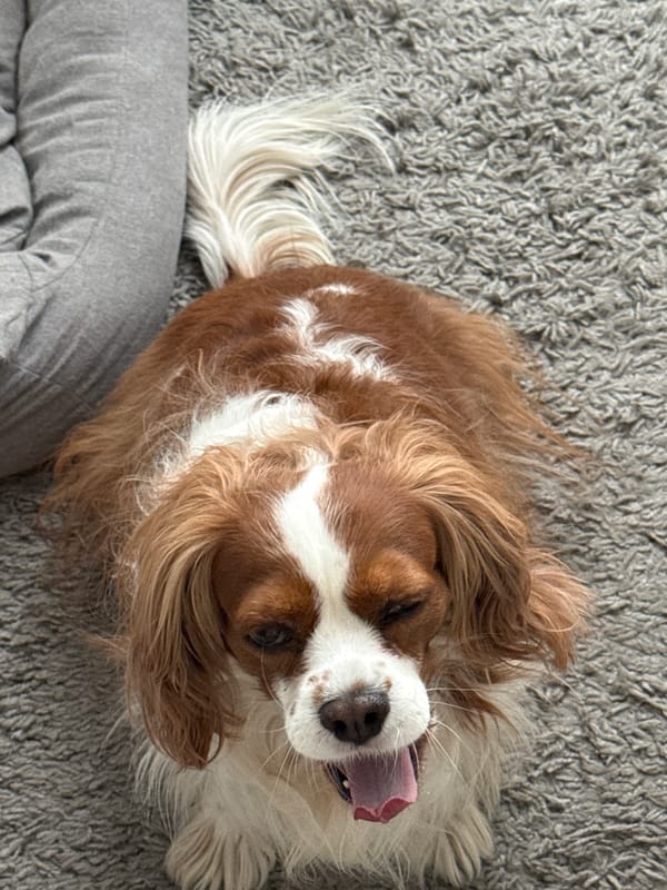 Woman enjoys quiet morning at home with Cavalier King Charles Spaniel