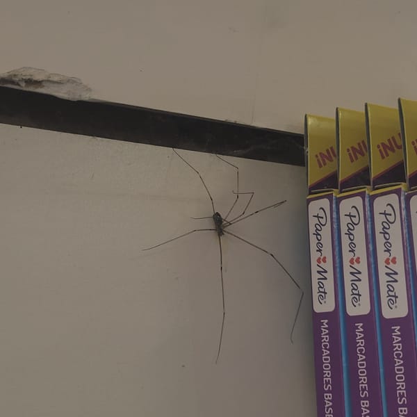 Harvestman spider spotted on wall in Catamarca, Argentina