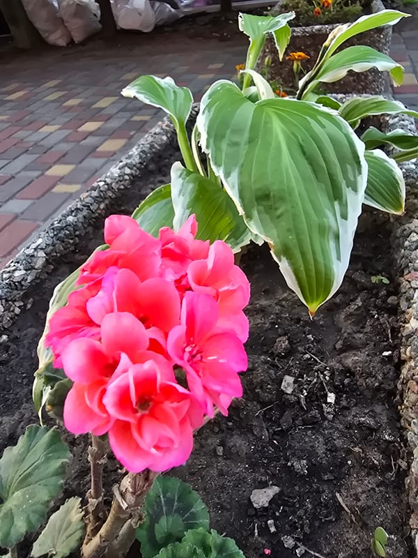 Flowers, dogs, and everyday scenes in a Kyiv suburb