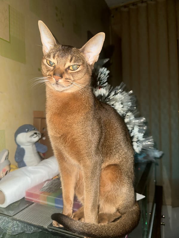 Cat and woman observed in Moscow apartment setting