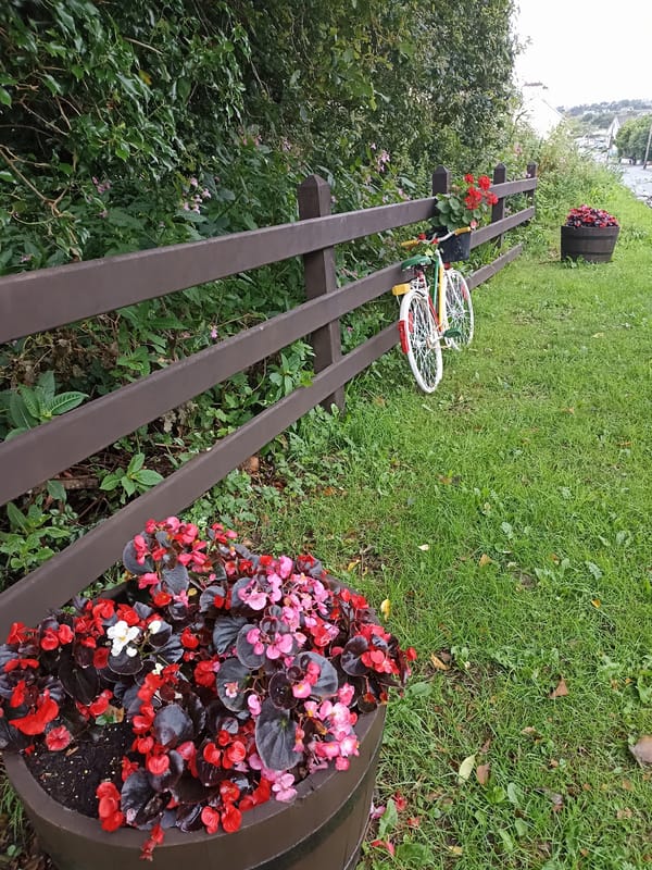 Annagry's flower-filled roadside in full summer bloom